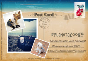 Собираетесь на море с любимой собакой? В Planeta Zoo K9 коллекция в морском стиле!
