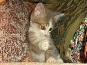 История про нашего любимца, кота с некошачьим именем Мухтар