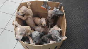 Работники приюта обнаружили коробку под дверью полную щенков