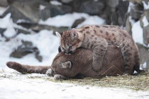 Игры маленького пуменка со своей мамой в новосибирском зоопарке