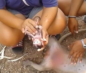 Женщина сделала кесарево сечение погибшей обезьяне, чтобы спасти её детёныша