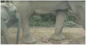 Черепаха осталась невредима, оказавшись под ногами у стада слонов