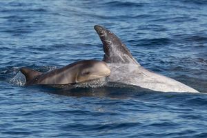 Серые дельфины планируют каждое погружение за едой