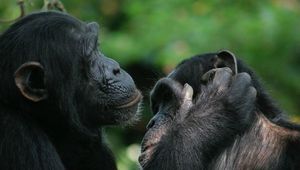 Шимпанзе и бонобо могут понимать жесты друг друга