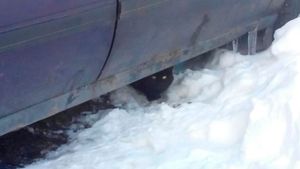 В Курске кошка примёрзла к земле под машиной! Малышку спасли автолюбители