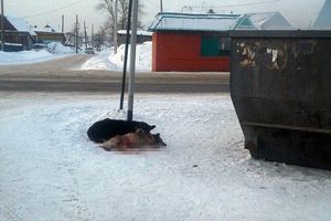 В Кемерове пес охранял сбитую подругу. Два дня он лежал рядом, положив голову на ее спину