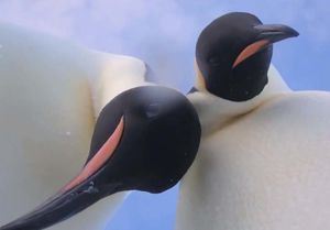 Увлеченная позированием пара пингвинов попала на видео
