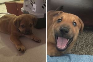 25 спасённых собак до и после того, как они обрели дом