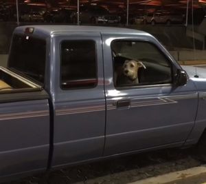 Эта собака спокойно сидела в машине. И вдруг услышала то, что заставило её выпрыгнуть из окна от счастья!