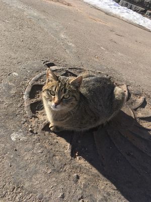 Кошка с мудрым взглядом очень радуется вниманию людей.