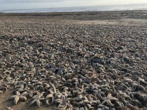 Кладбище морских звезд на пляжах Великобритании
