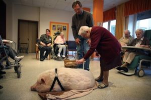 Дрессированная свинья помогает старикам