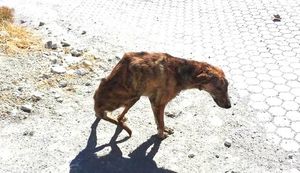 Девушка спасла парализованную собаку во время отпуска в Греции