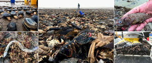Шторм «Эмма» выбросил на пляж Йоркшира миллионы рыб, моллюсков, крабов и морских звезд
