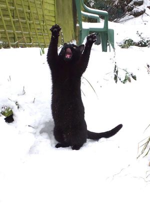 Этот черный кот просто обожает снег!