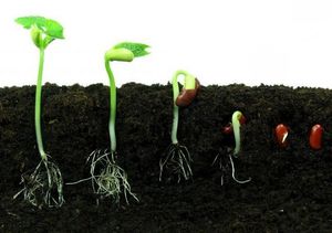 Как долго прорастают семена и почему они порой не всходят