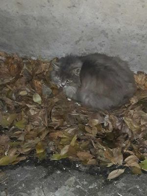 Старенькая кошка оказалась на улице, где не умела выживать… И тут о ней узнала семья из Германии