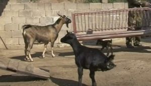 Видео: китайский козленок поразил силой воли весь мир |