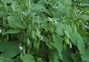 Лунник, луннария (Lunaria)