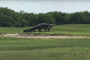Гигантский аллигатор прогулялся по полю для гольфа во Флориде