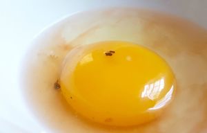Вот что происходит с твоим организмом, если ты не ешь яйца постоянно! Всего лишь 1 куриное яйцо в день…
