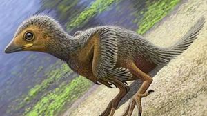 Обнаружены окаменелости птенца одной из первых птиц на Земле