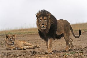Спасенные львы
