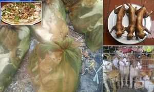 Расфасованы и готовы к кипятку: вьетнамский рынок кошачьего мяса