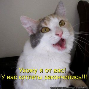 Смешные мысли наших любимцев