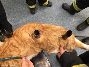 В Лондоне кошка выжила чудом
