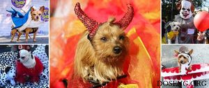 К Хэллоуину готовы: парад собак в Нью-Йорке