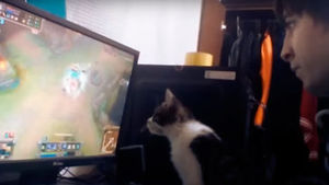 Кот помогает играть своему владельцу