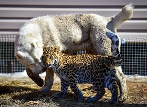 В зоопарке Владивостока детеныш леопарда подружился с овчаркой