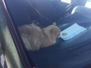 Зачем больного кота закрыли в машине? Пензенцы объединились ради его спасения, но…