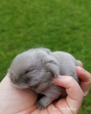 25 милых маленьких кроликов, которые растопят ваше сердце