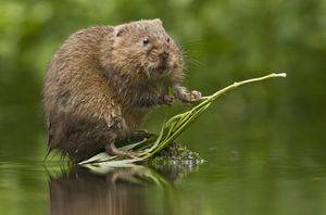 Удивительные снимки водяных полевок