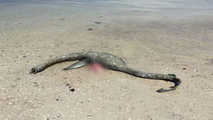На пляж штата Джорджия выбросило останки динозавра?