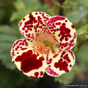 МИМУЛЮС ГИБРИДНЫЙ (Mimulus x hybridus) ИЛИ ГУБАСТИК