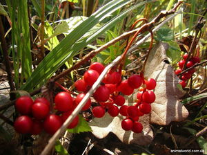 ЛИМОННИК КИТАЙСКИЙ (Schisandra chinensis)