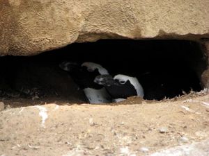 Факт: Очковый пингвин — пингвин, обитающий в Африке