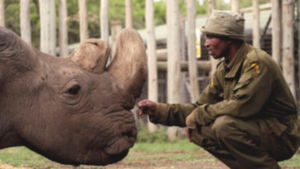 Умер последний в мире северный носорог Судан