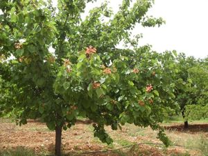 Абрикос Монастырский – крупные и сладкие плоды при минимальном уходе