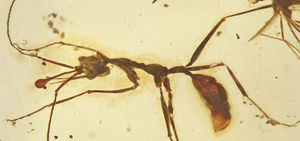 В янтаре нашли муравья-единорога возрастом 99 миллионов лет