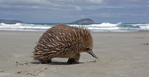 Какие животные живут в Австралии: фото с названиями и описанием