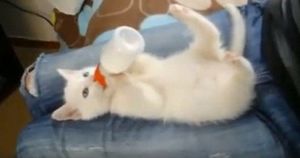 Все в восторге от этого видео, где крошечный котёнок держит бутылку молока своими маленькими лапками