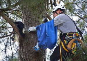 Этот пенсионер резво лазает по деревьям, бесплатно спасая котов
