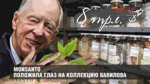 Российскую коллекцию семян Вавилова вывозят в генный банк Ротшильда