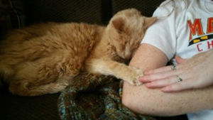 Кота отдали в приют в 21 год на эвтаназию, потому что хозяевам не нужен старый кот