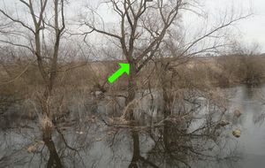 Кот залез на дерево отдохнуть, а проснулся в центре паводка! Маленького непоседу спасли через 5 дней