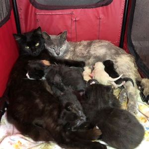 «А какая разница?» 2 спасённые беременные кошки, мать и дочь, родили и перепутали своих детей